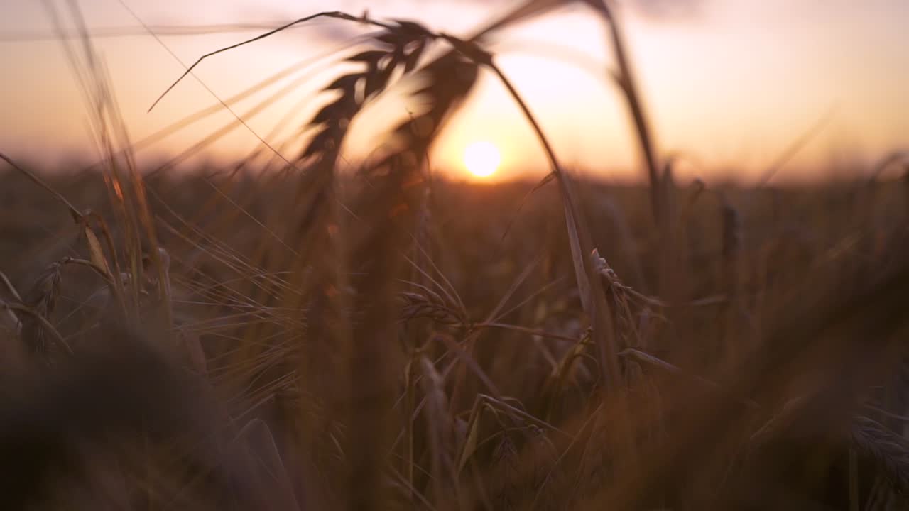 Sunset over a field of barley. Sun is shining in the middle of plants of barley hanging down waving in the breeze