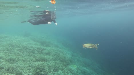 a female snorkeler gracefully swims alongside a majestic hawksbill sea turtle