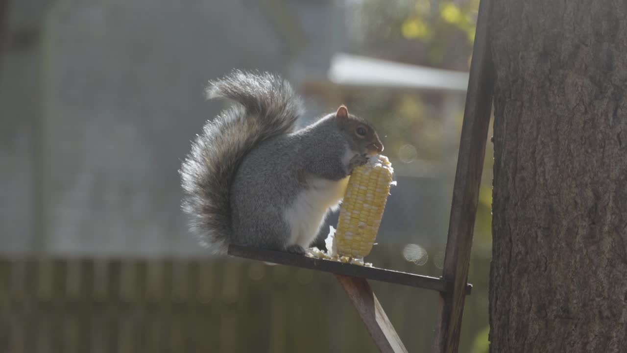 화창한 바람이 부는 날 나무에서 옥수수 미끼를 먹는 귀여운 여우 다람쥐