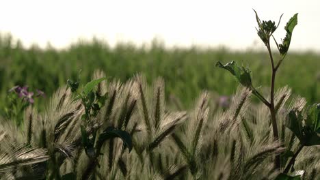 Beautiful-wheat-field-during-a-windy-day