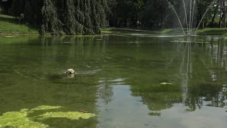 cute little dog swimming in a big pond, carrying a big stick in his mouth