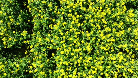 vista de arriba hacia abajo de un campo densamente cubierto de flores amarillas