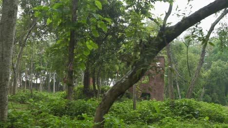 The-Nilakuti-or-indigo-factory-built-during-the-British-rule-today-lies-in-a-dilapidated-and-abandoned-state-in-the-forest