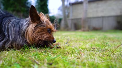 amazing yorkshire terrier dog bites the tiny tree branches in the backyard at home garden in slow motion