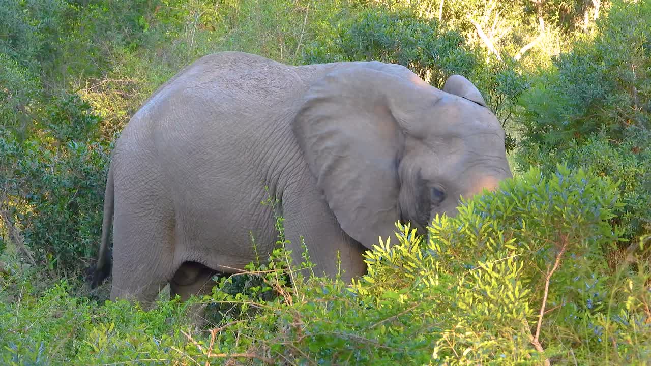 Wild elephant in natural jungle of South Africa