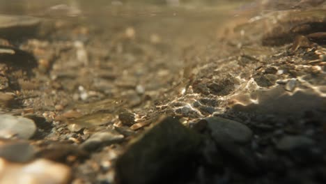 Small fish swimming in a clear stream