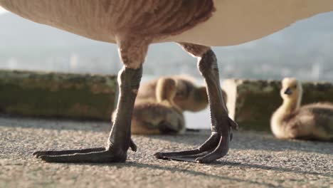 canada goose stops and takes a sit right in front of the camera before playing ducklings in the background