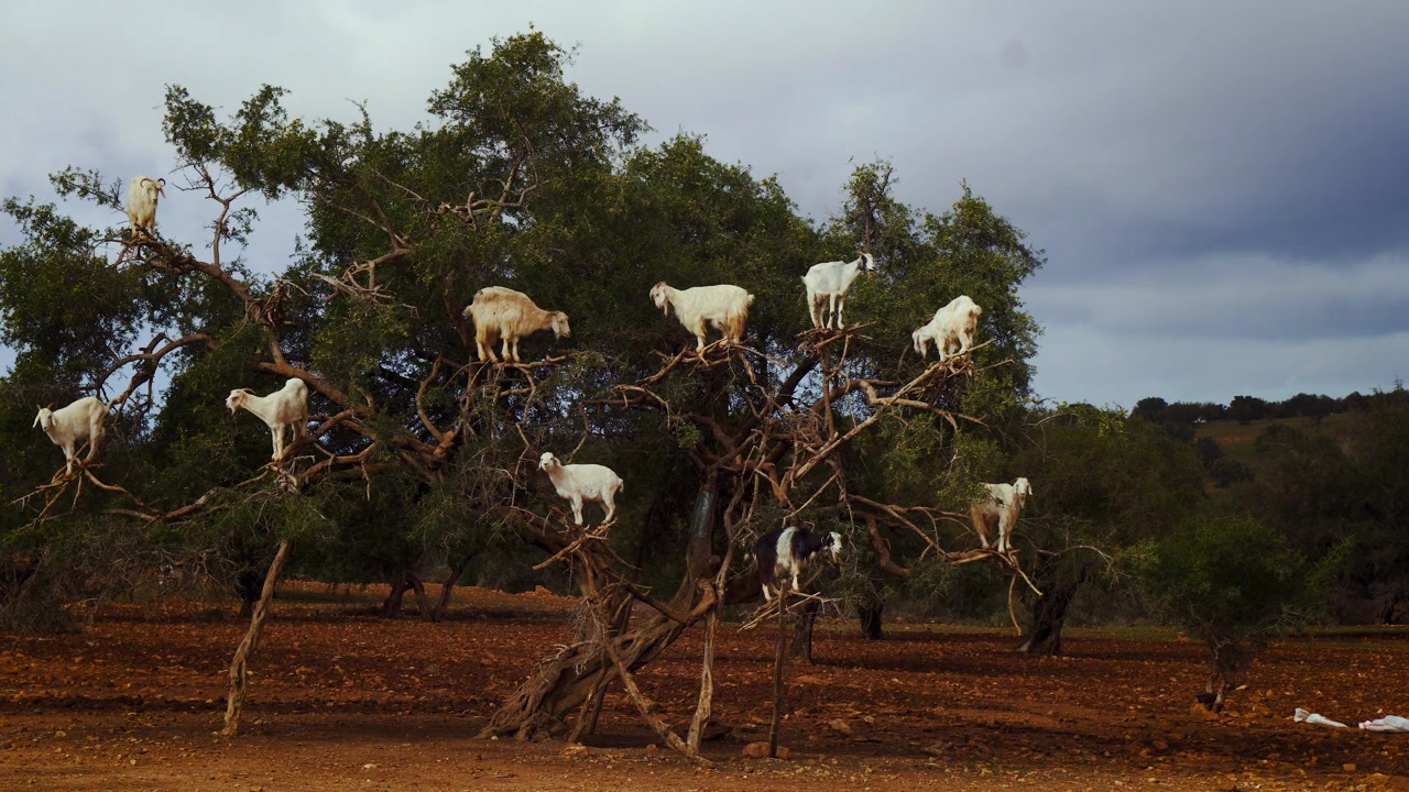 Visione surreale di un gregge di capre che si arrampica e sta in piedi sui rami sottili di un albero di Argan in Marocco