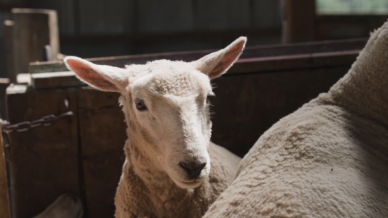 adorable cabeza de oveja de cordero mirando a la cámara estable interior