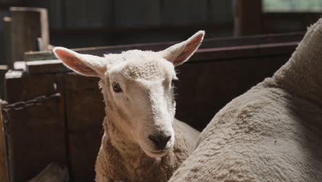 adorable lamb sheep head looking at camera indoor stable