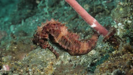 Un-Caballito-De-Mar-Majestuoso-Envolviendo-Su-Cola-Alrededor-De-Un-Tallo-De-Arrecife-De-Coral