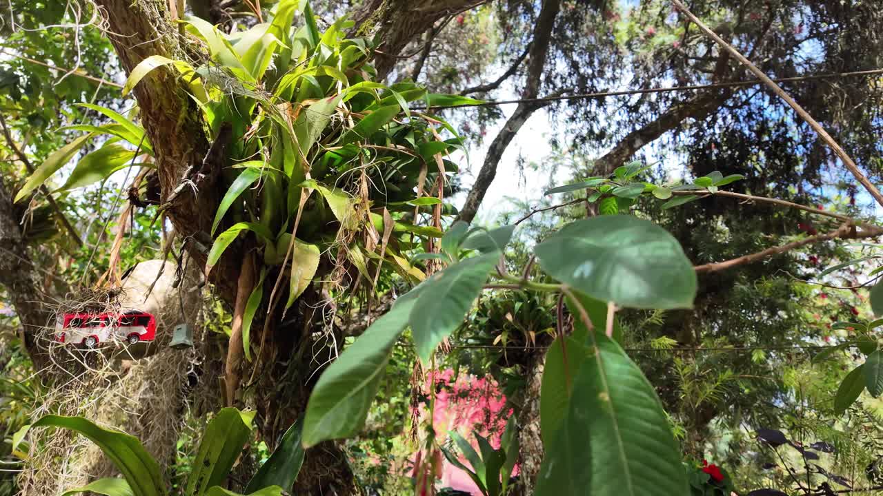 Morbido movimento di inclinazione della telecamera verso il basso che inizia da alberi alti con bromelie e termina con un primo piano dettagliato di un vivace fiore rosso pendente in un giardino tropicale.
