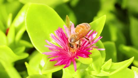 bee interacting with a bright pink flower