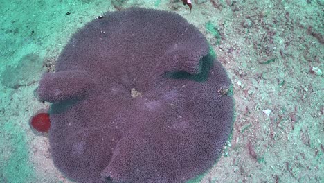 Saddleback-Anemonefishes-and-eggs,-wide-angle-shot-from-above