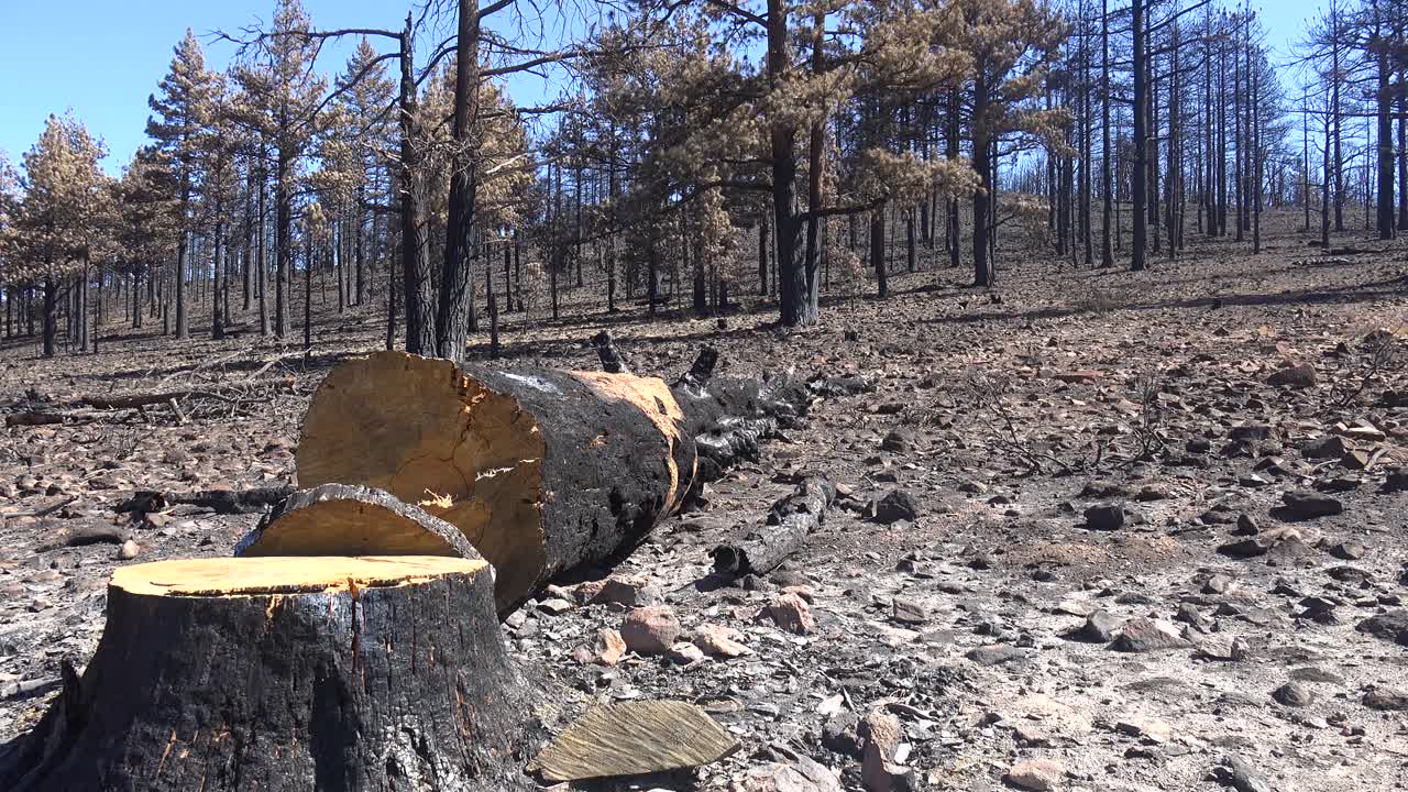 incline hacia arriba los árboles caídos, las cenizas y los bosques quemados tras el destructivo incendio de caldor cerca del sur de lake tahoe, california