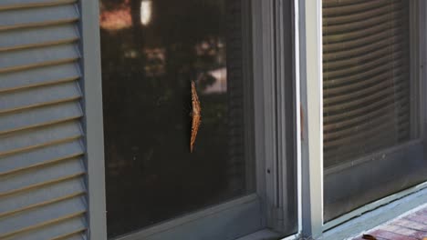 a medium shot of a large moth as it sits on the screen of a window