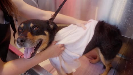 a young woman gives her dog a bath outside in a tub