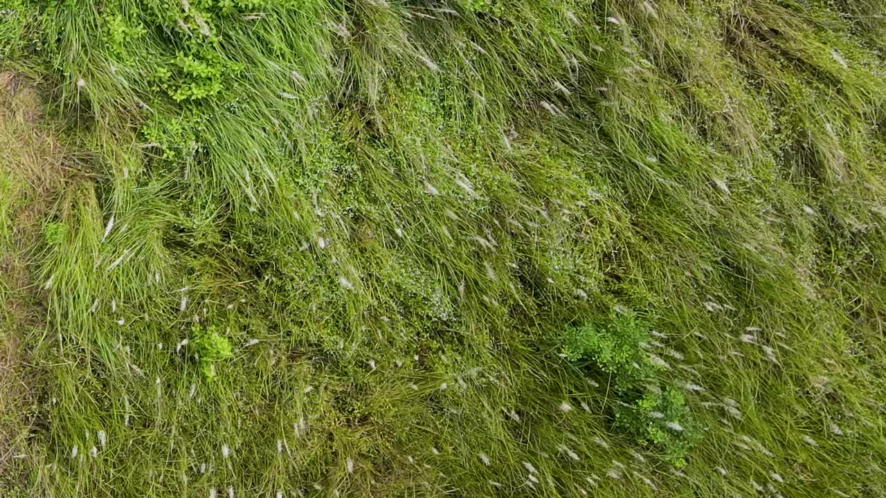 Ondate di vento su una prateria di kashful (kans) in Bangladesh, pennacchi di canna da zucchero selvatica che ondeggiano su un fianco verdeggiante