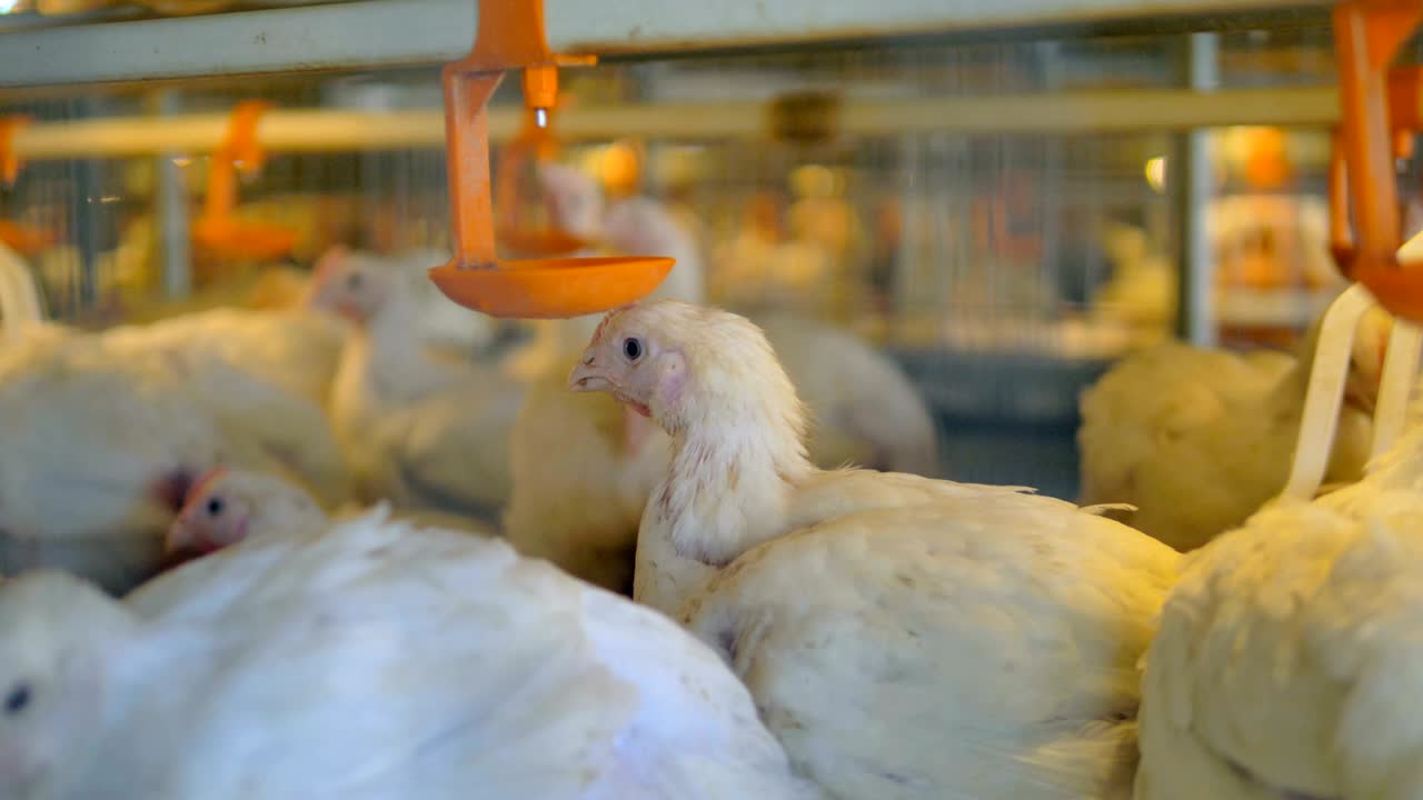 Chickens at a poultry farm. 4K. | Premium Stock Video Footage