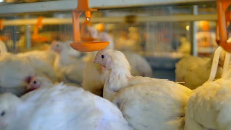chickens at a poultry farm. 4k.