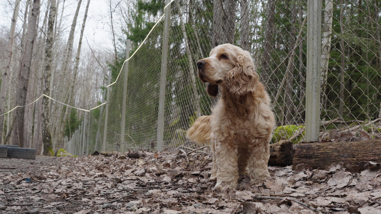 Low angle view of a majestic cocker spaniel in a forest