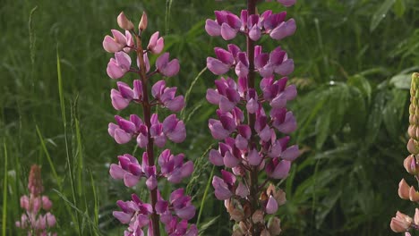 closeup of pink lupin flowers. spring. uk