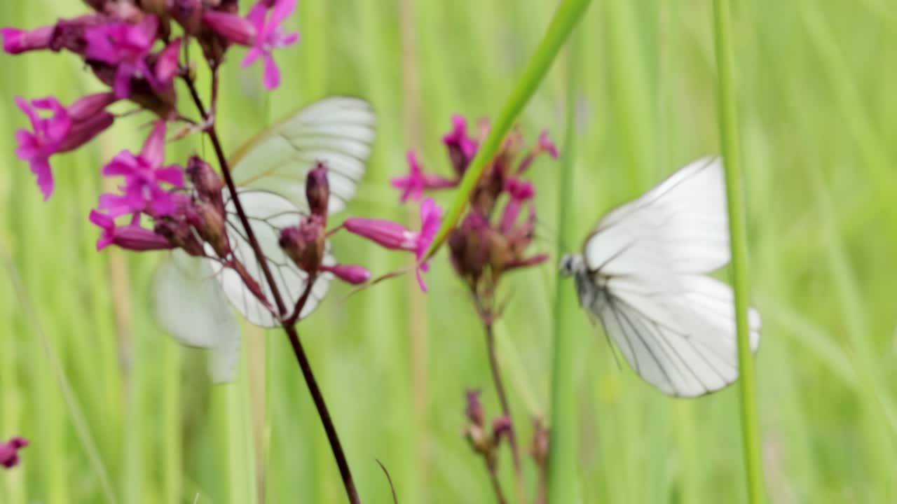 Mating of butterflies. Butterfly Aporia crataegi, the black-veined white, is a large butterfly of the family Pieridae.