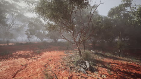 foggy forest in the australian outback