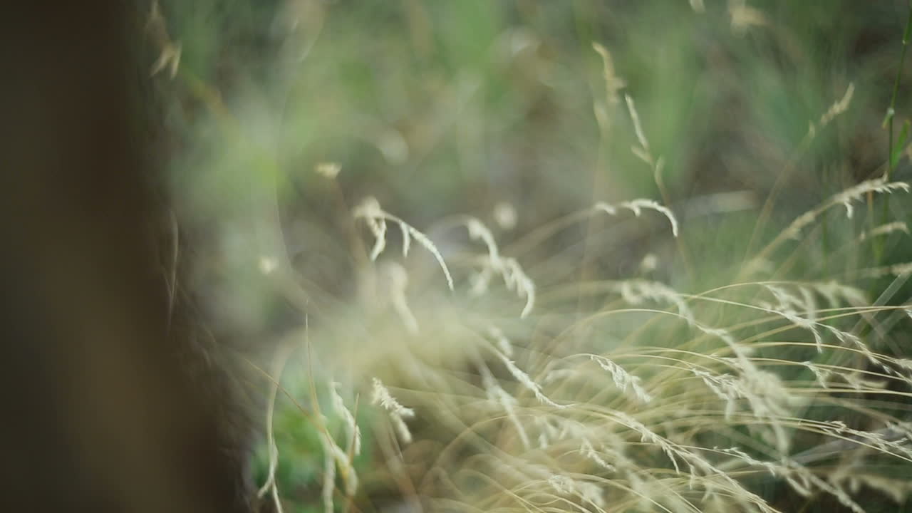 Grass Against Sunlight. Close up of the green summer grass with sunlight