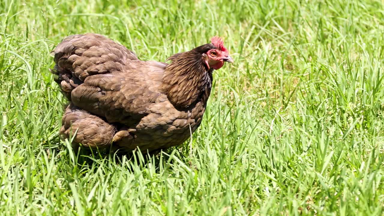 Hnědá slepice klidně kráčí po svěže zelené trávě, ukazující své přirozené chování v slunném venkovním prostředí.