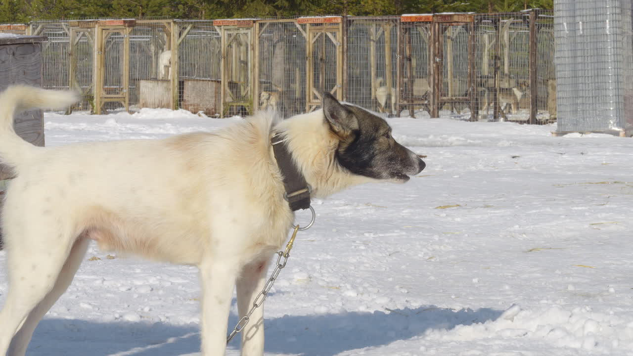 Husky Sled Dog Standing in the Snow - Mushing Kennel in Lapland