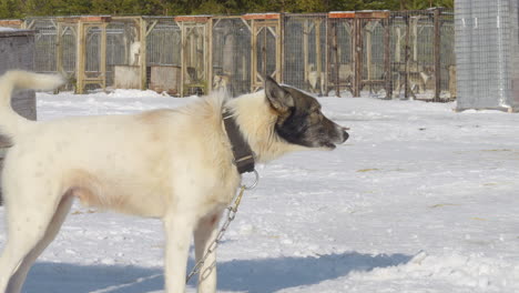 husky sled dog standing in the snow - mushing kennel in lapland