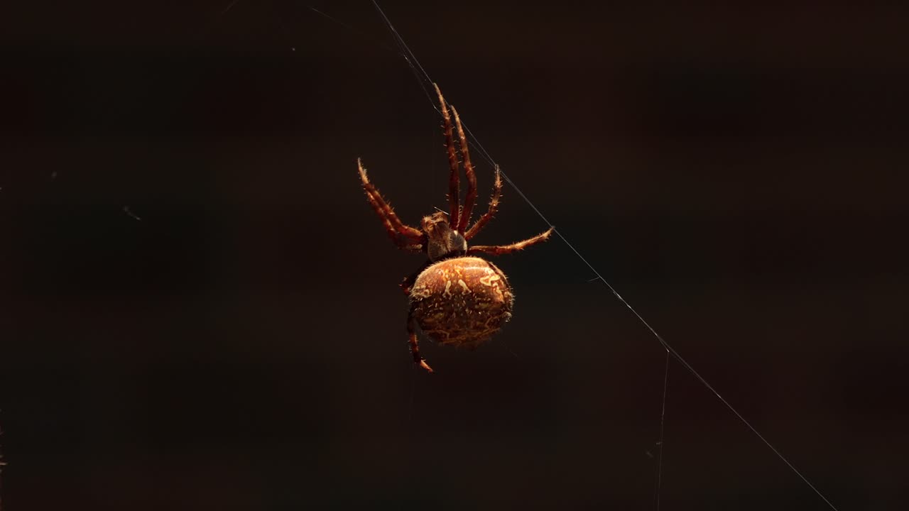 Ragno femmina tessitore da giardino australiano in primo piano sulla ragnatela di giorno, Australia, East Gippsland, Victoria, Maffra