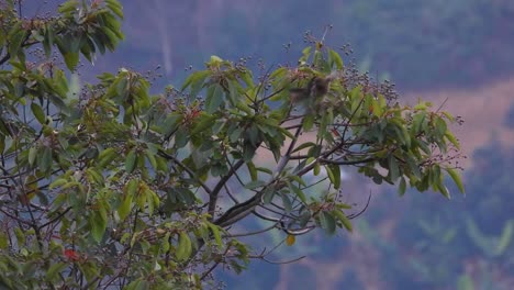 Exuberante-Vegetación-Con-El-Pájaro-Papamoscas-Elaenia-Encaramado-Entre-Hojas-Vibrantes,-Hábitat-Natural