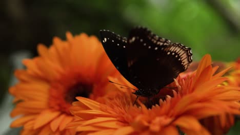 close-up of common eggfly sucking nectar on orange