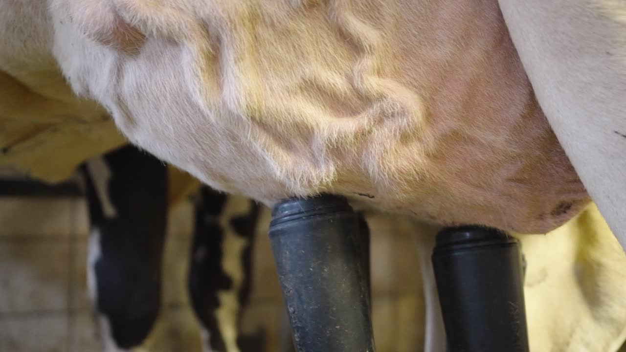 mangueras automáticas de ordeño que bombean y chupan leche de la ubre de una vaca en el granero - de cerca, en cámara lenta