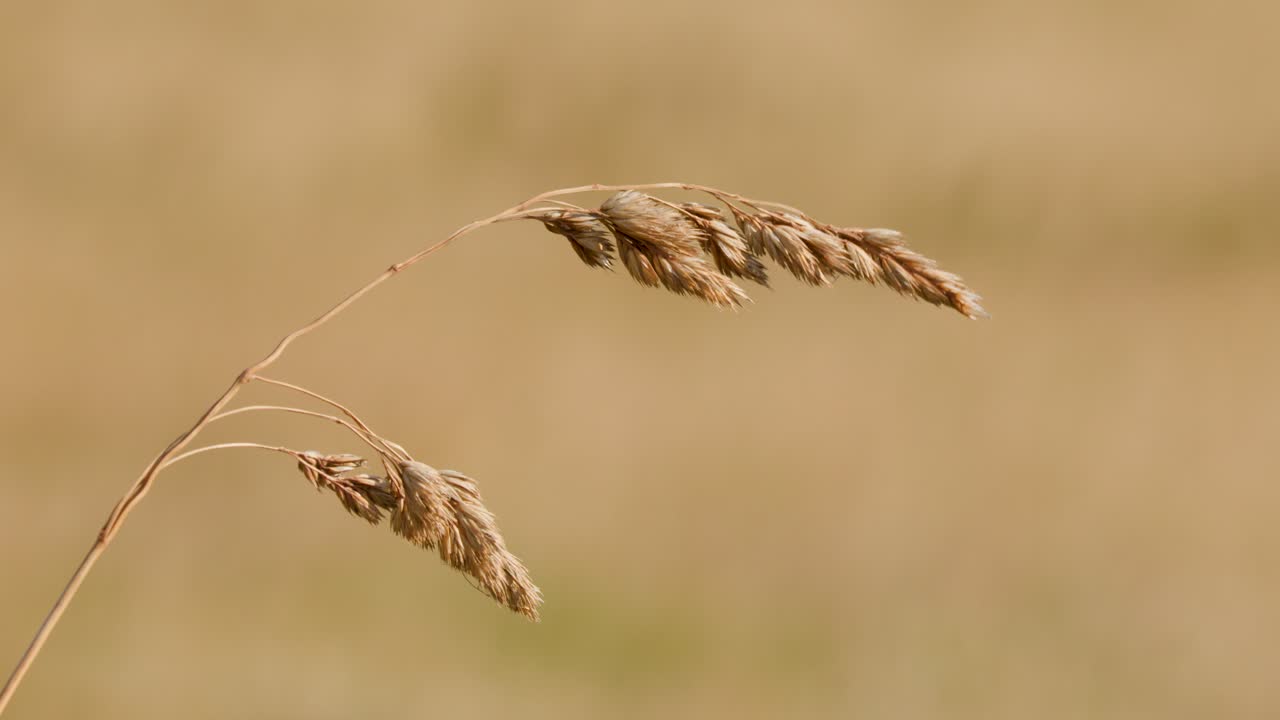 Close-up of wild grass seed head gently swaying in soft natural daylight, shallow depth
