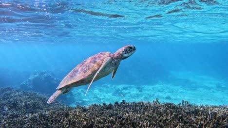 Nahaufnahme-Der-Grünen-Meeresschildkröte,-Die-Unter-Dem-Tropischen-Blauen-Meer-Schwimmt