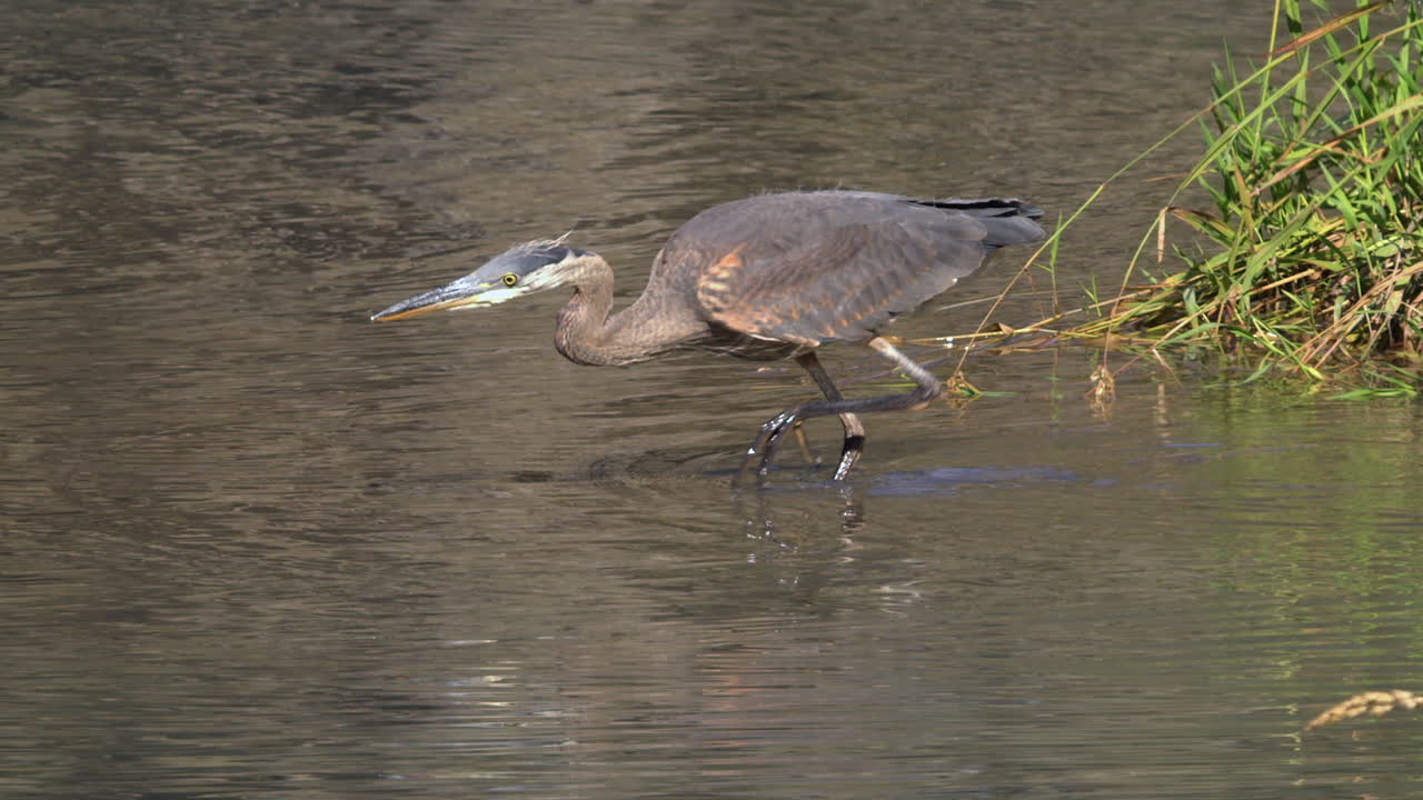 las ollas de la cámara con el pájaro como gran garza azul tallos de pescado en el estanque poco profundo