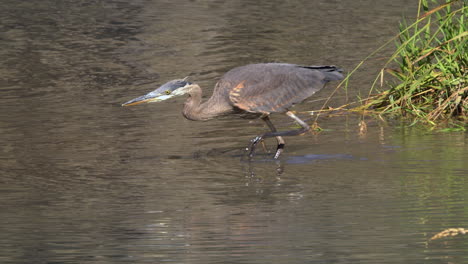 camera pans with bird as great blue heron stalks fish in shallow pond