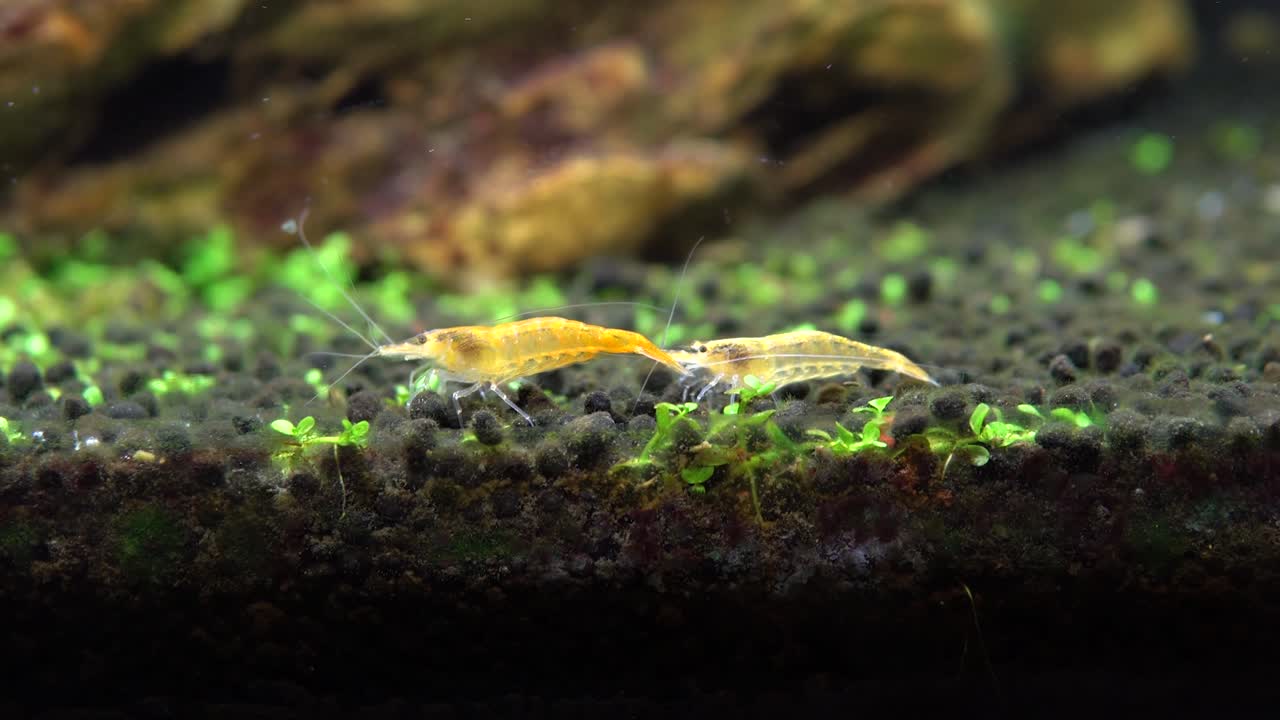 par de camarones dorados en acuario
