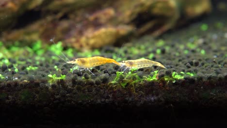 Pair-of-golden-shrimps-in-aquarium