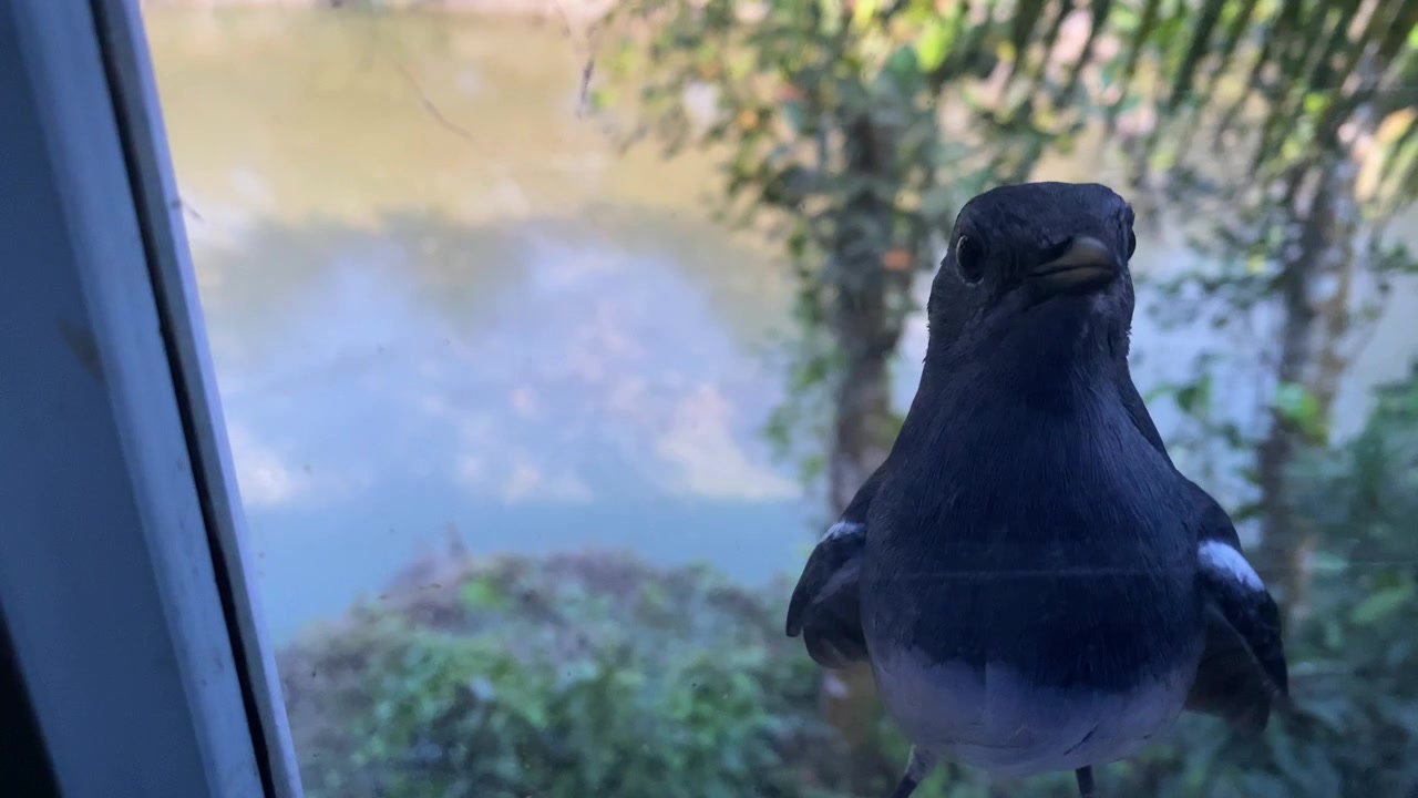 Un pettirosso gazza orientale, l'uccello nazionale del Bangladesh, tenuto delicatamente in mano su uno sfondo di fronde di palma e fogliame verde lussureggiante in un ambiente di giardino rurale.