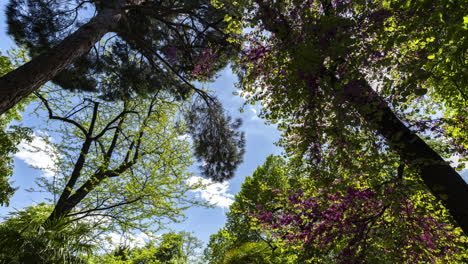 trees in spring blossom in a park in madrid