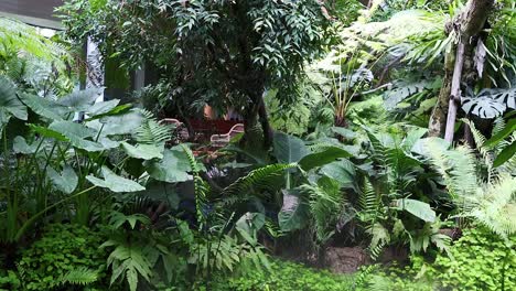 dense greenery and mist in tropical forest