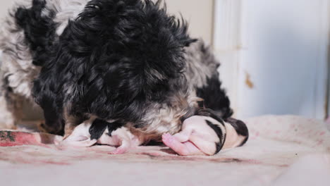 perro después de dar a luz con cachorro recién nacido 04