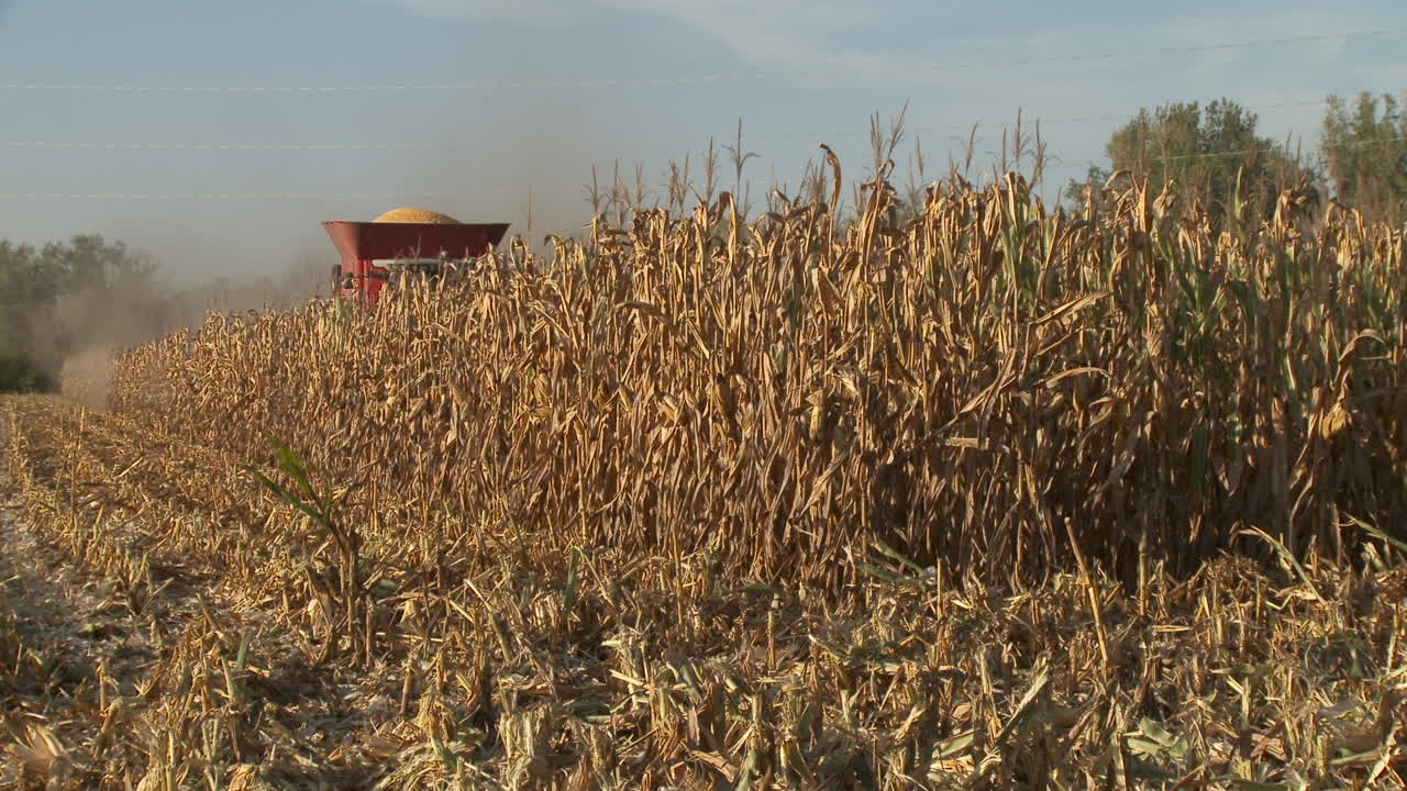 combinar la cosecha de campo de maíz