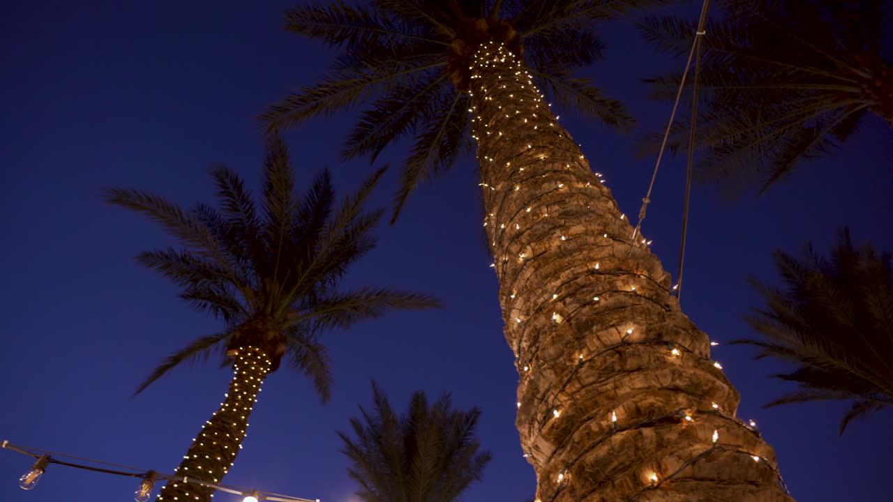 Christmas Decorated Palms at Night in Hawaii for a Luau