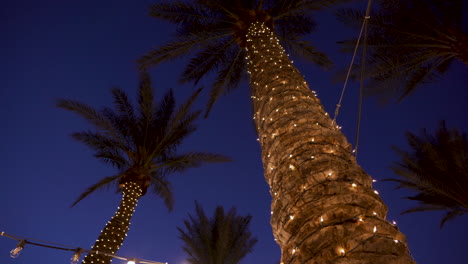 palmeras decoradas de navidad por la noche en hawai para un luau
