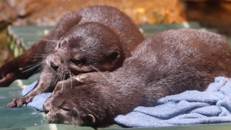 two otters show affection and groom on a bench.